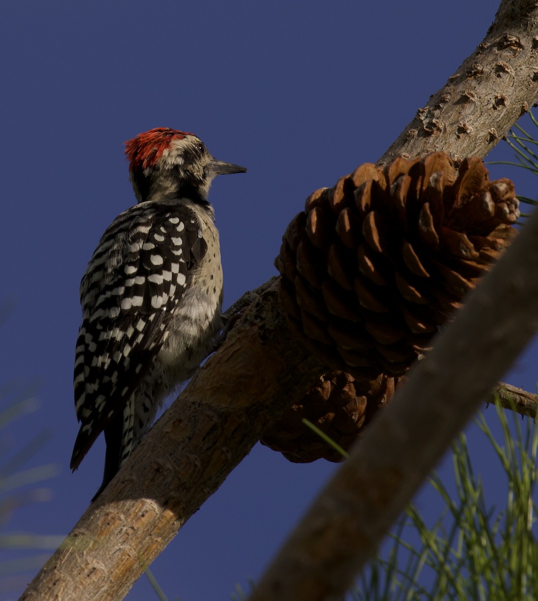 Ladder-backed Woodpecker - ML640397866