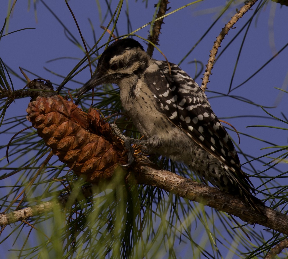 Ladder-backed Woodpecker - ML640397867