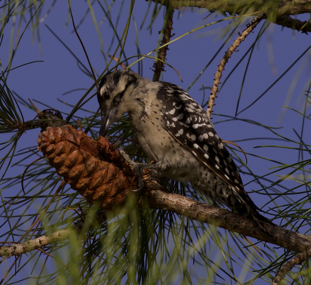 Ladder-backed Woodpecker - ML640397868