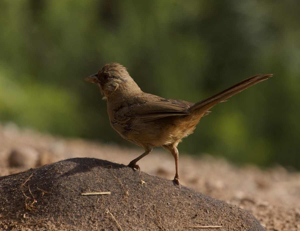 Abert's Towhee - ML640397873