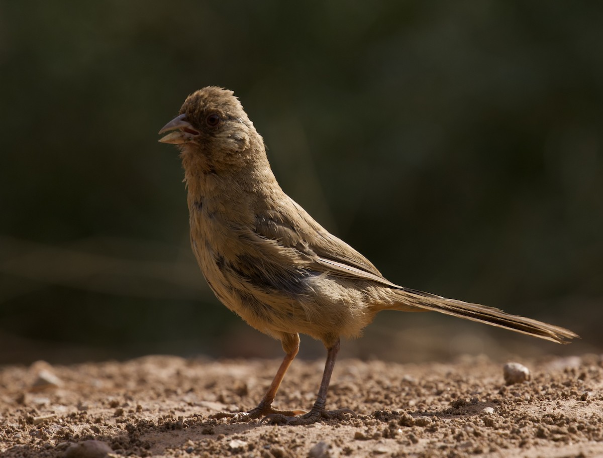 Abert's Towhee - ML640397874
