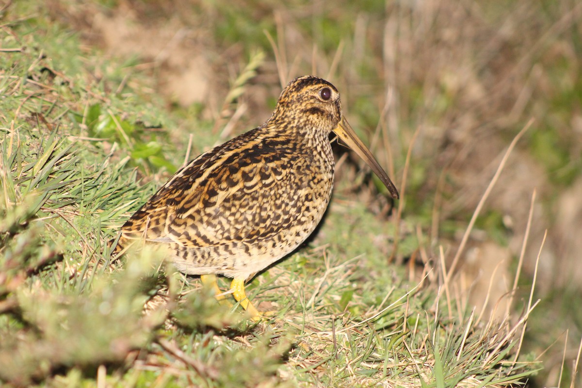 Fuegian Snipe - ML640397902