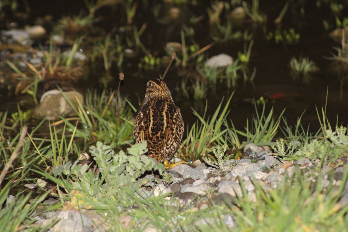 Fuegian Snipe - ML640397920