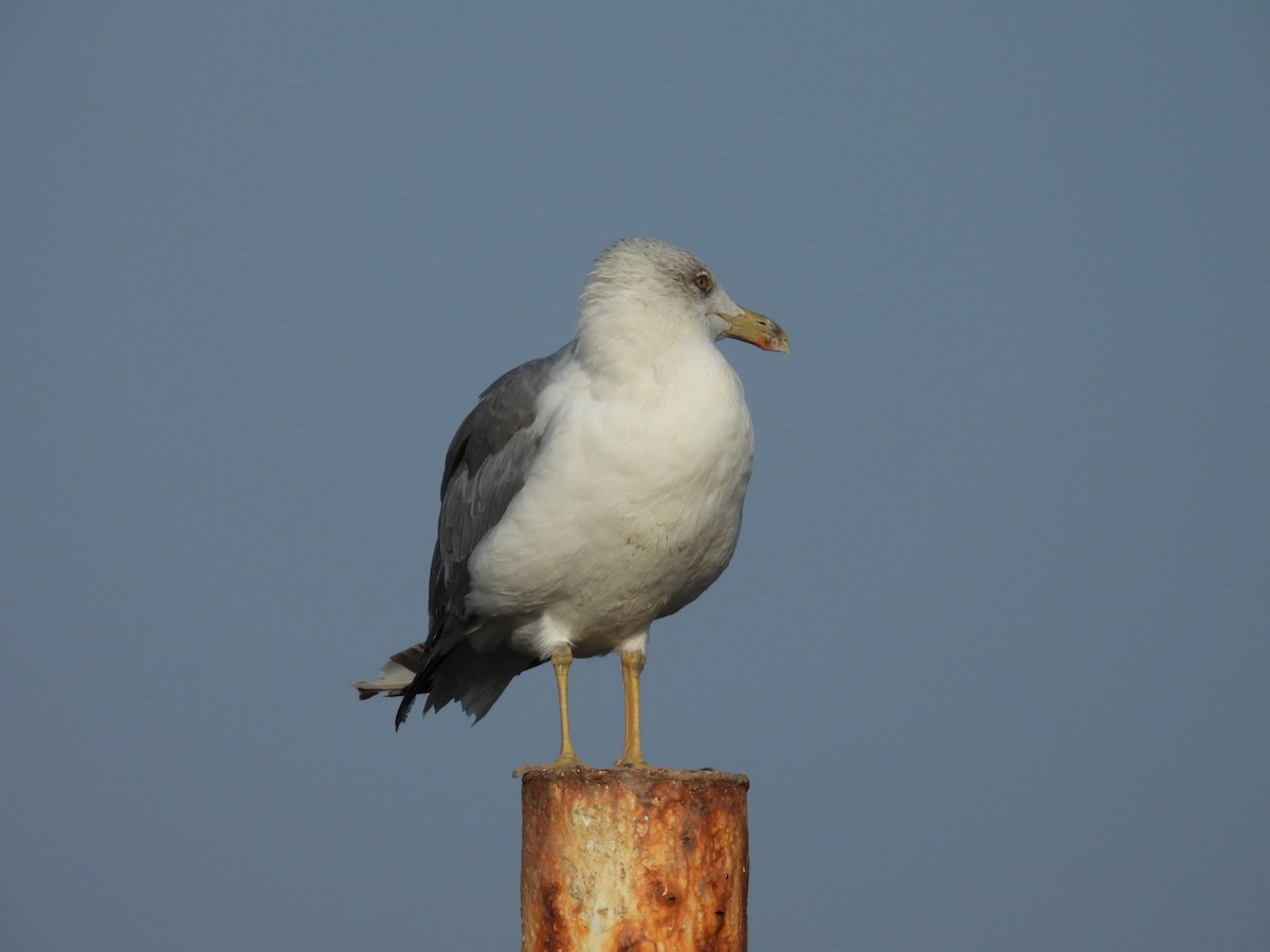 Yellow-legged Gull - ML640397935