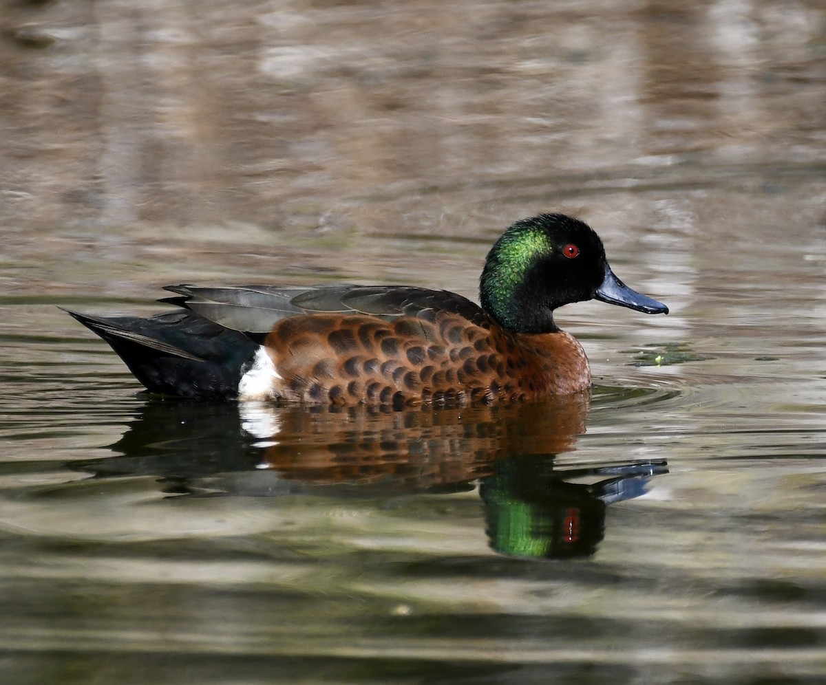 Chestnut Teal - ML640397961