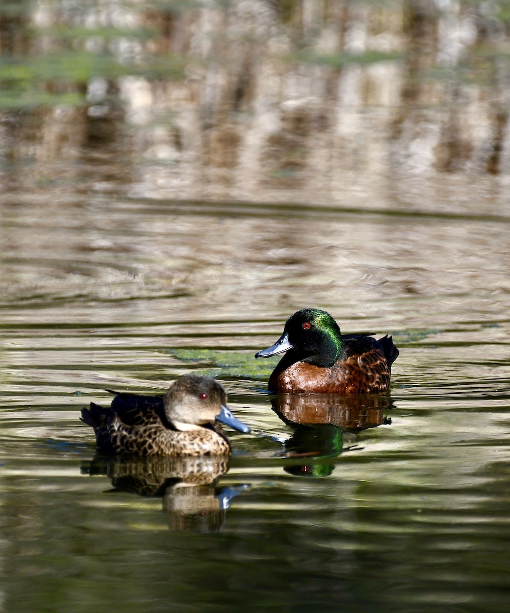Chestnut Teal - ML640397962