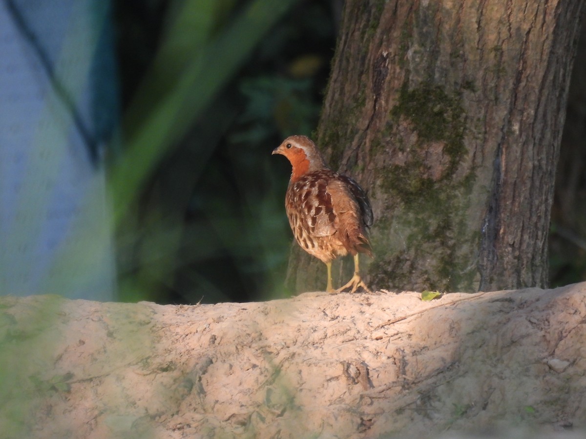 Chinese Bamboo-Partridge - ML640397976