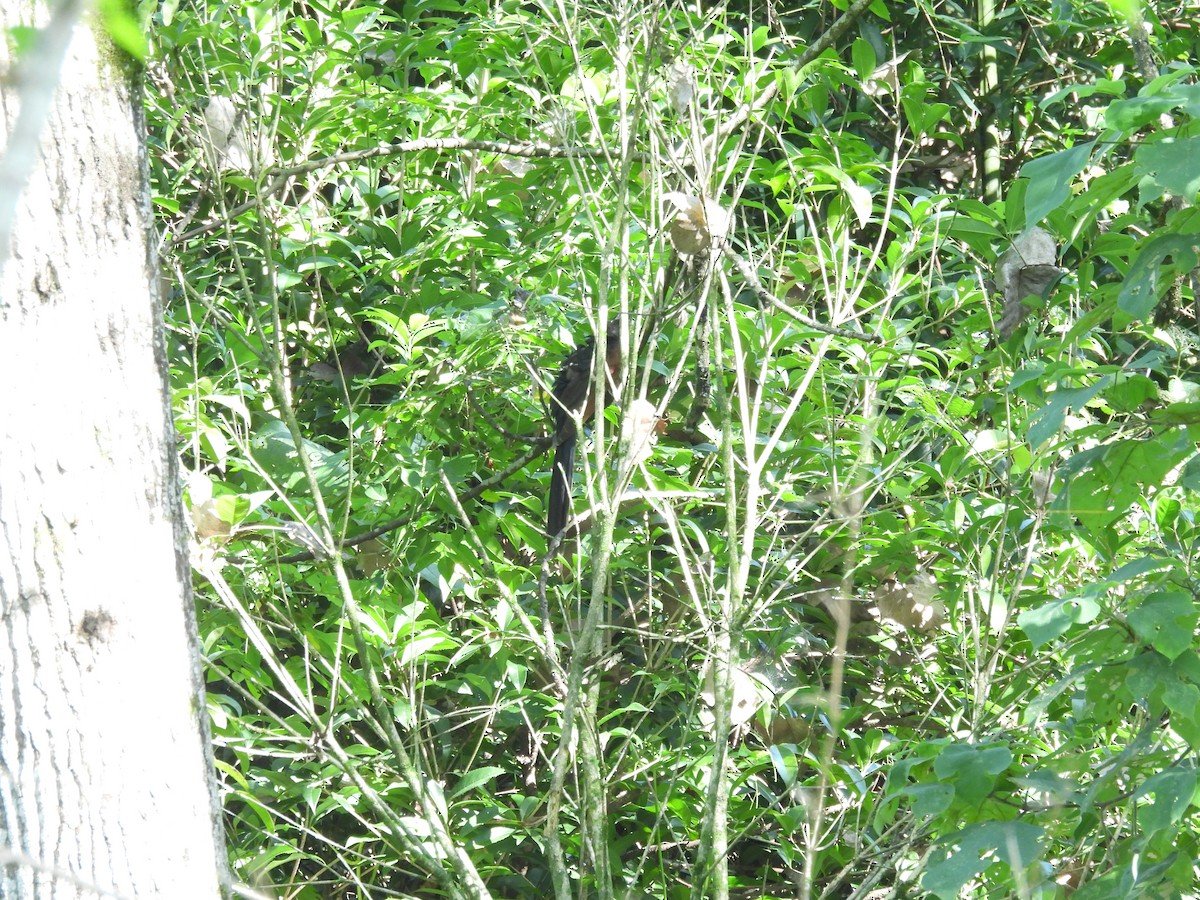Chestnut-winged Cuckoo - ML640397984