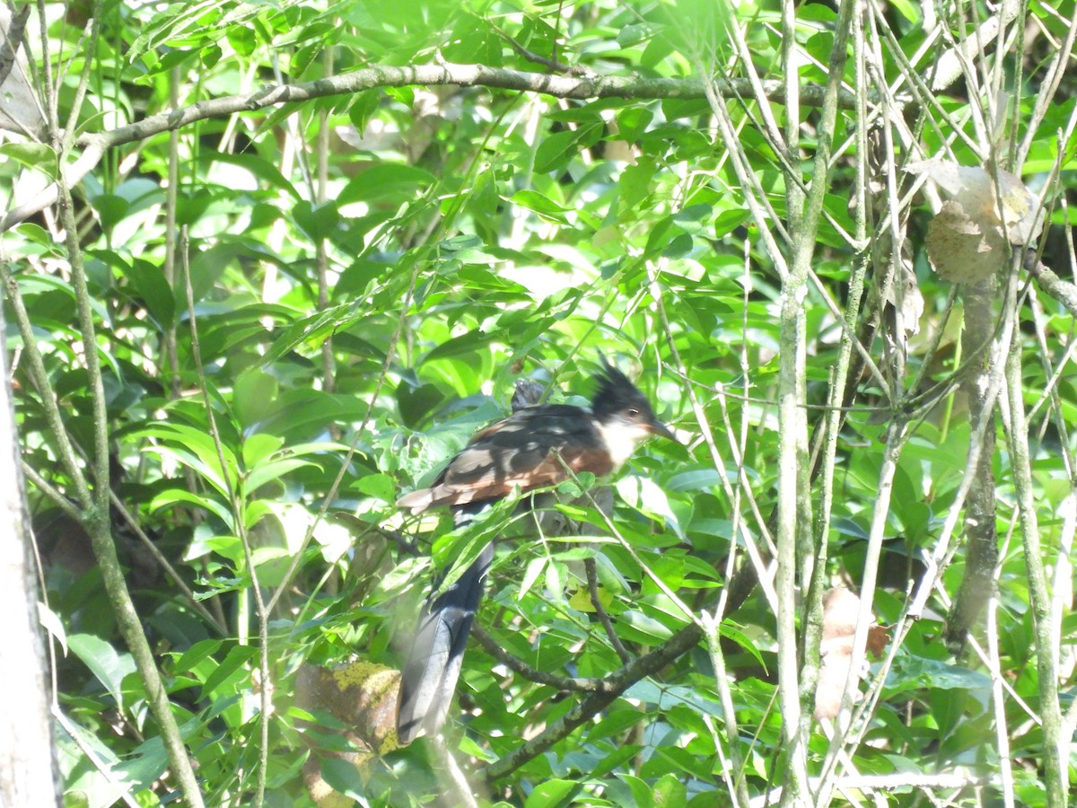 Chestnut-winged Cuckoo - ML640397985