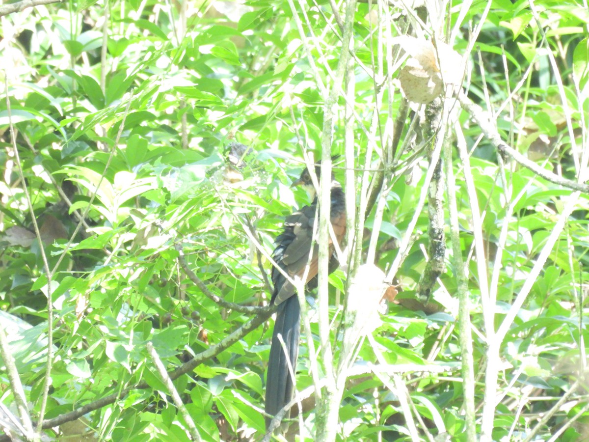 Chestnut-winged Cuckoo - ML640397988