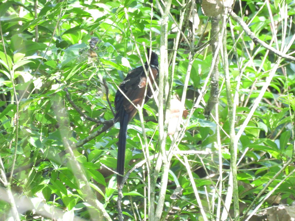 Chestnut-winged Cuckoo - ML640397989