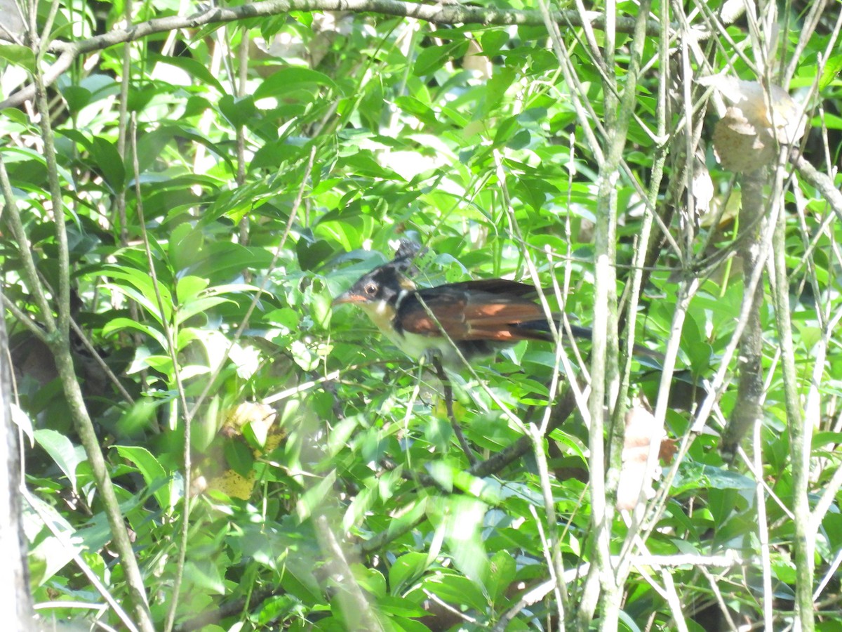 Chestnut-winged Cuckoo - ML640397990