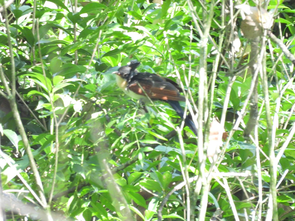 Chestnut-winged Cuckoo - ML640397991