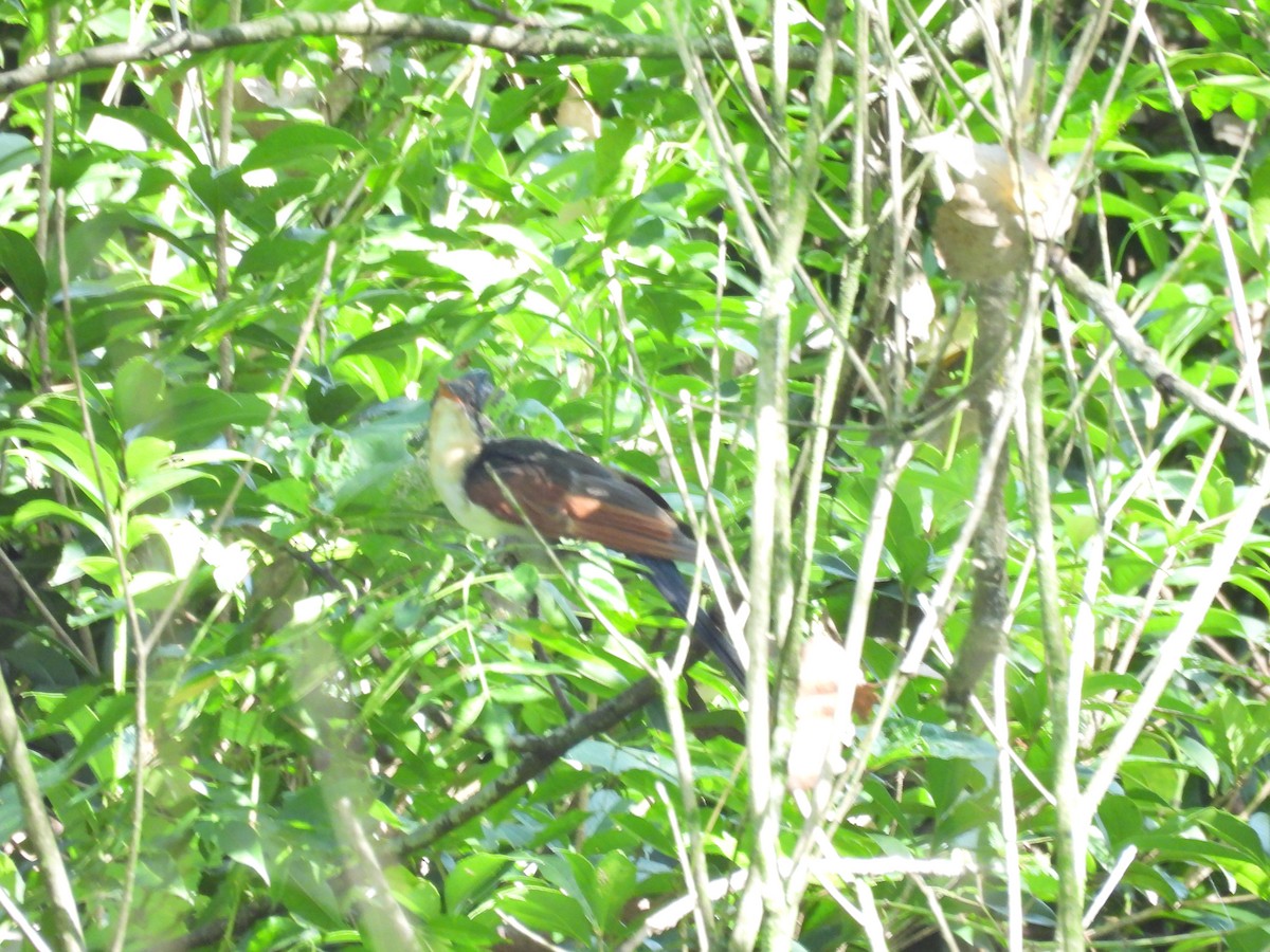 Chestnut-winged Cuckoo - ML640397992