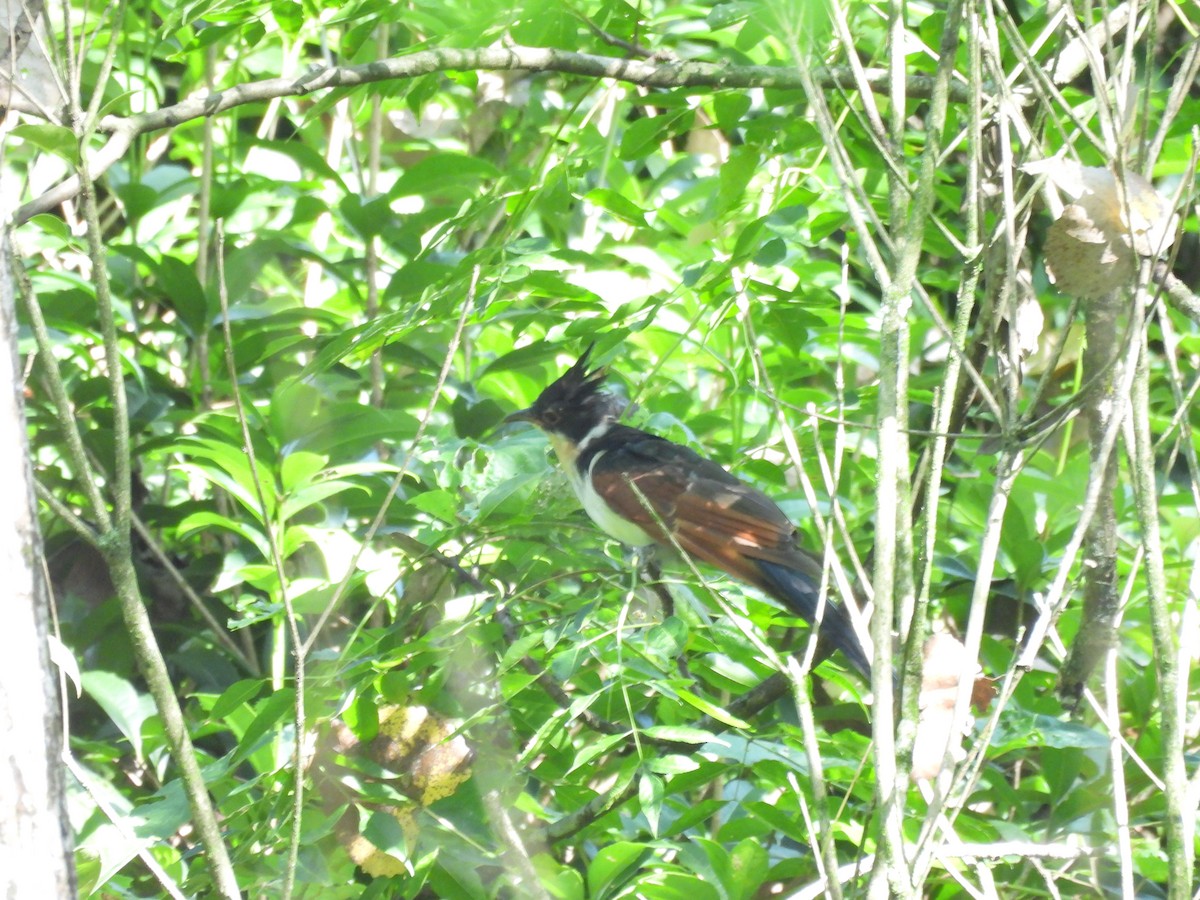 Chestnut-winged Cuckoo - ML640397993