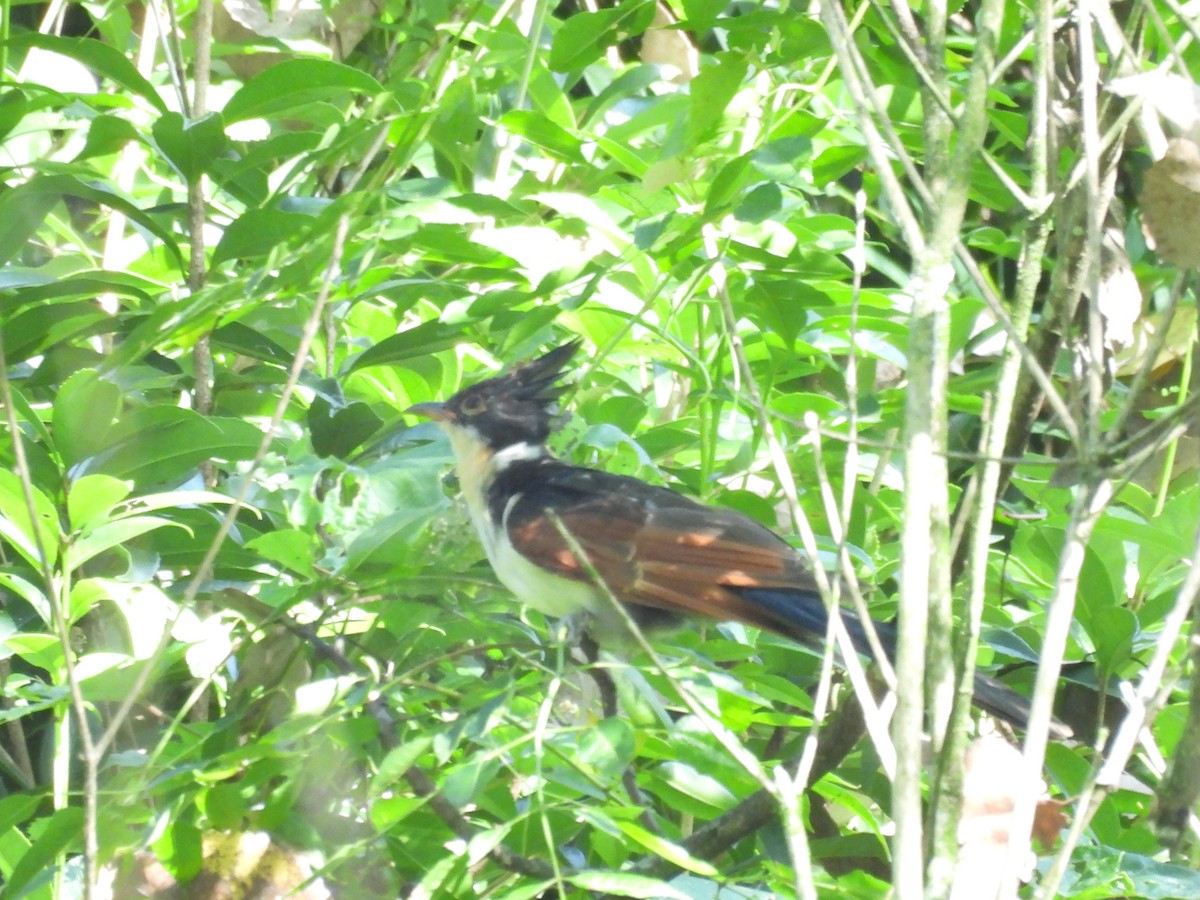 Chestnut-winged Cuckoo - ML640397994