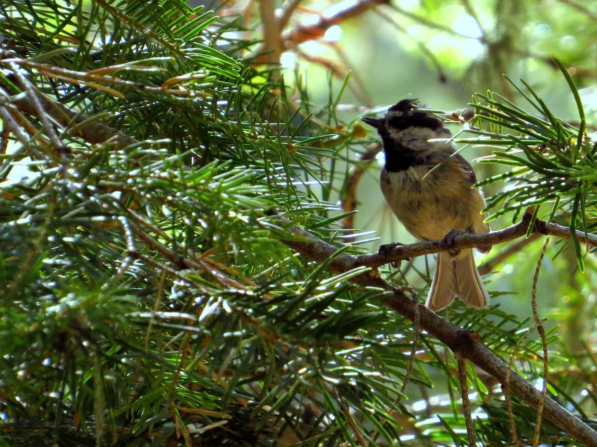 Mountain Chickadee - ML640398033