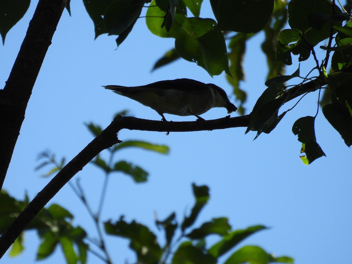 Brown-rumped Minivet - ML640398063