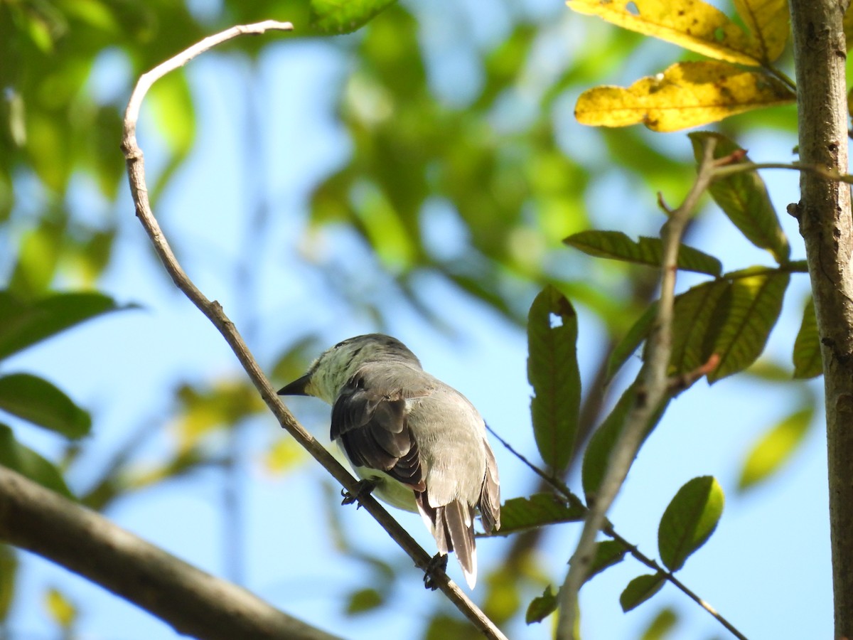 Brown-rumped Minivet - ML640398064