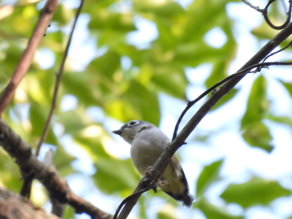 Green Shrike-Babbler - ML640398072