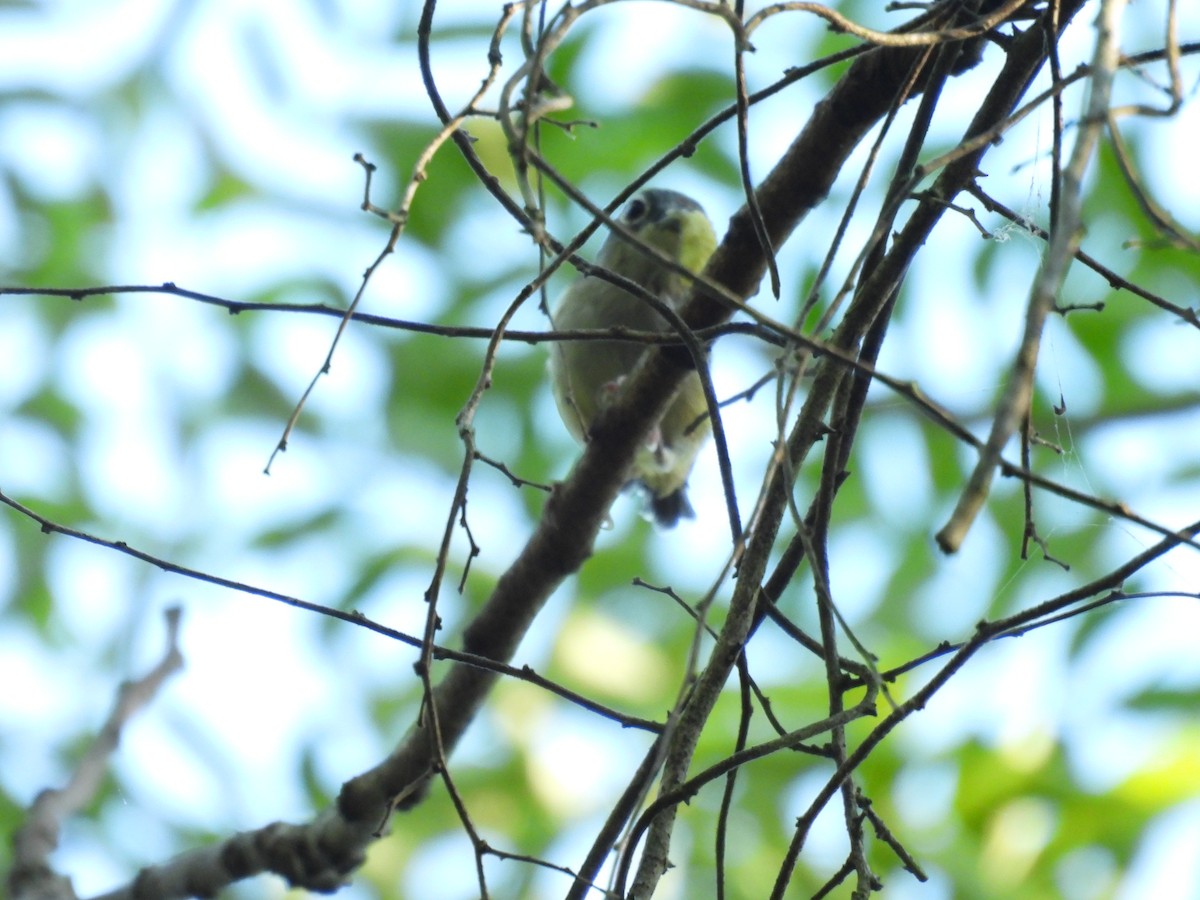 Green Shrike-Babbler - ML640398073