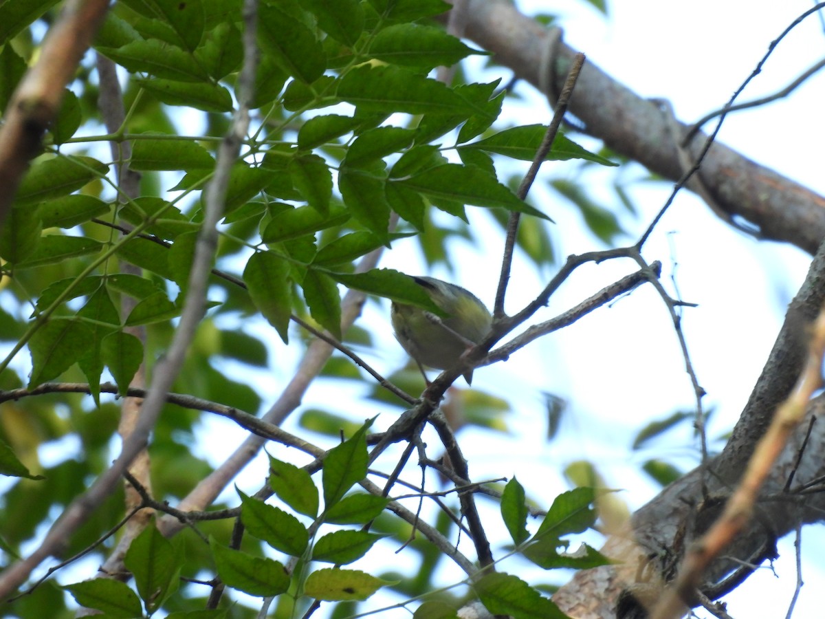 Green Shrike-Babbler - ML640398074