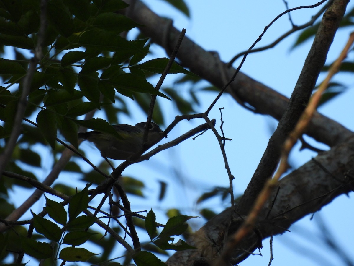 Green Shrike-Babbler - ML640398075