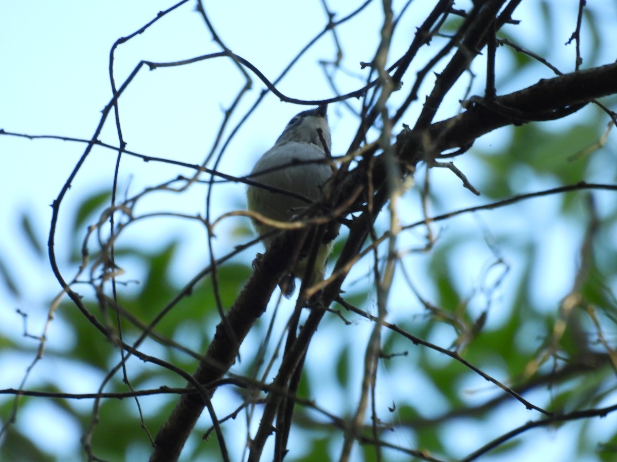 Green Shrike-Babbler - ML640398076