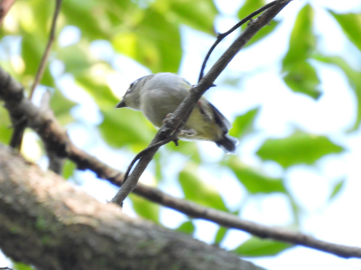 Green Shrike-Babbler - ML640398077
