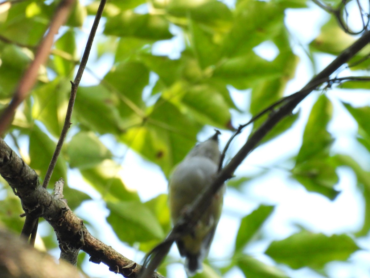 Green Shrike-Babbler - ML640398078