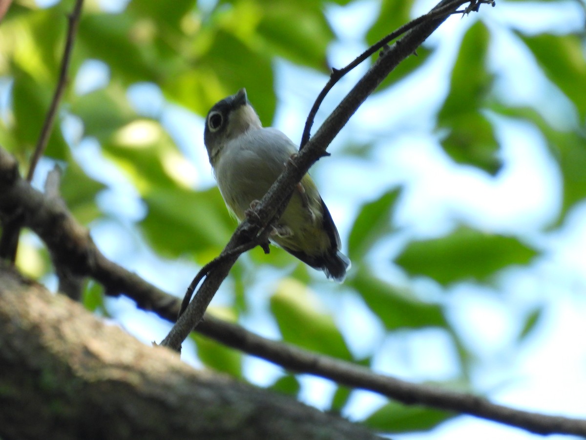 Green Shrike-Babbler - ML640398079