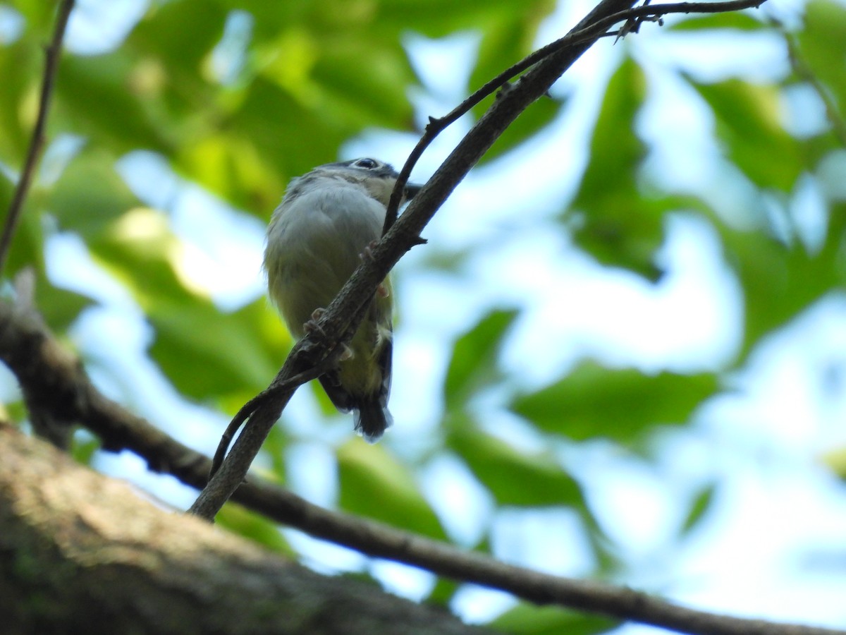 Green Shrike-Babbler - ML640398080