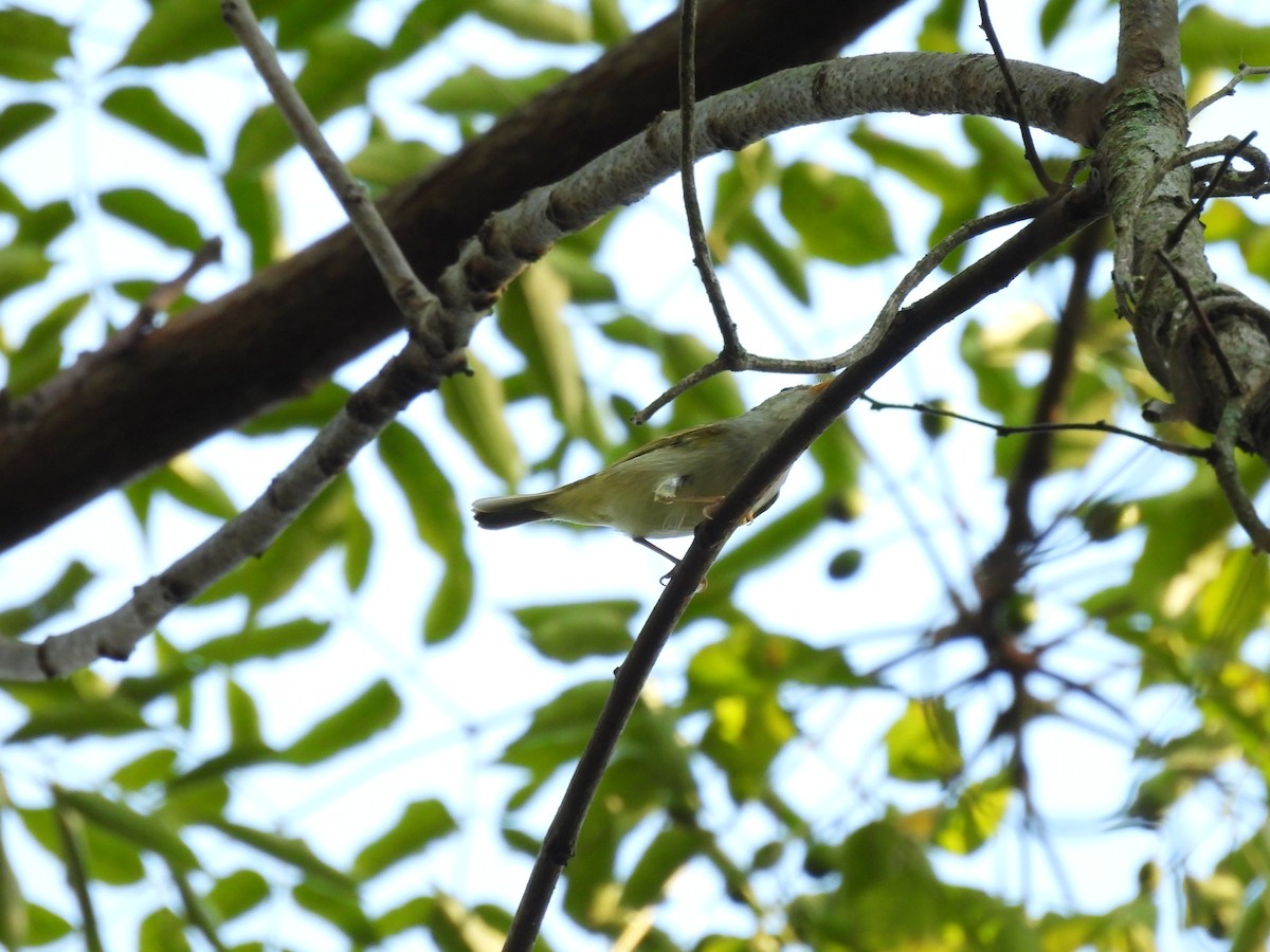 Green Shrike-Babbler - ML640398081
