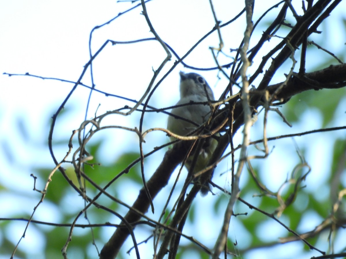 Green Shrike-Babbler - ML640398083