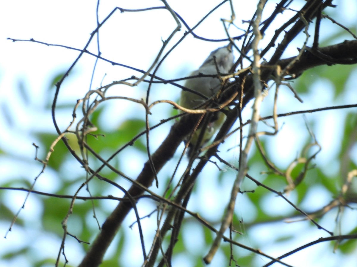 Green Shrike-Babbler - ML640398084