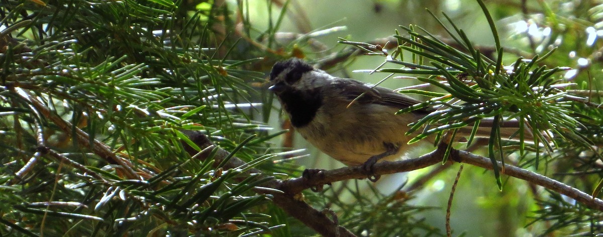 Mountain Chickadee - ML640398132