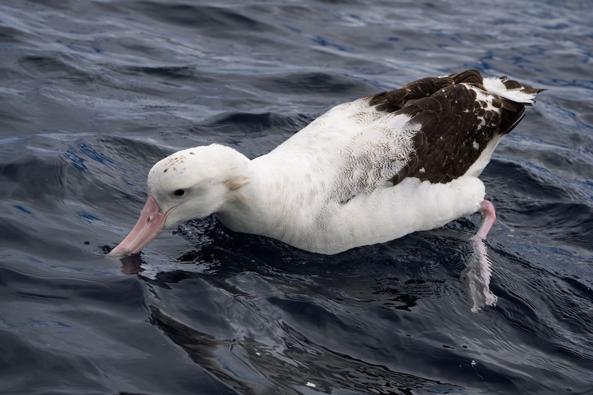 Antipodean Albatross (Gibson's) - ML640398133