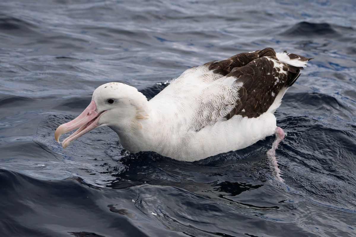 Antipodean Albatross (Gibson's) - ML640398134