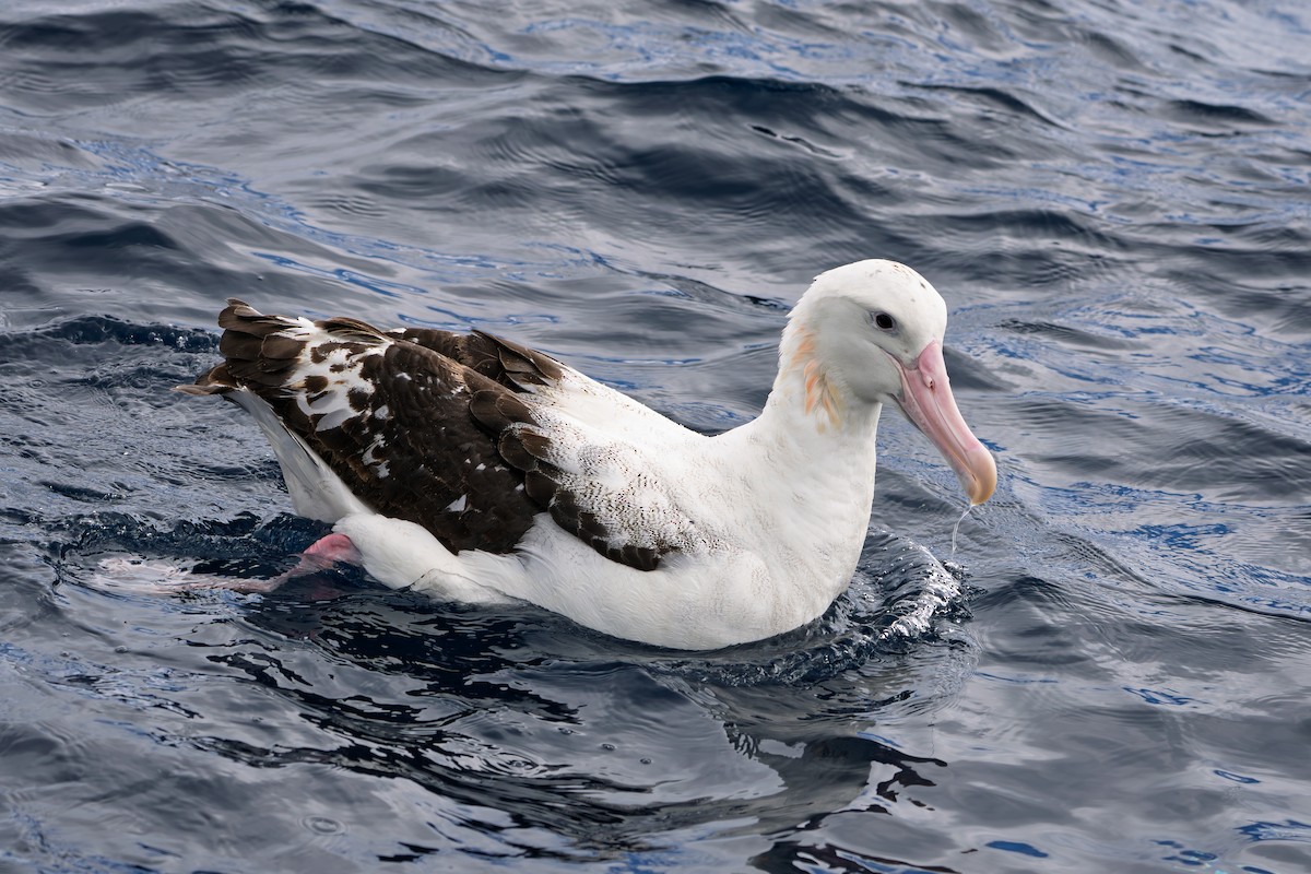 Antipodean Albatross (Gibson's) - ML640398136