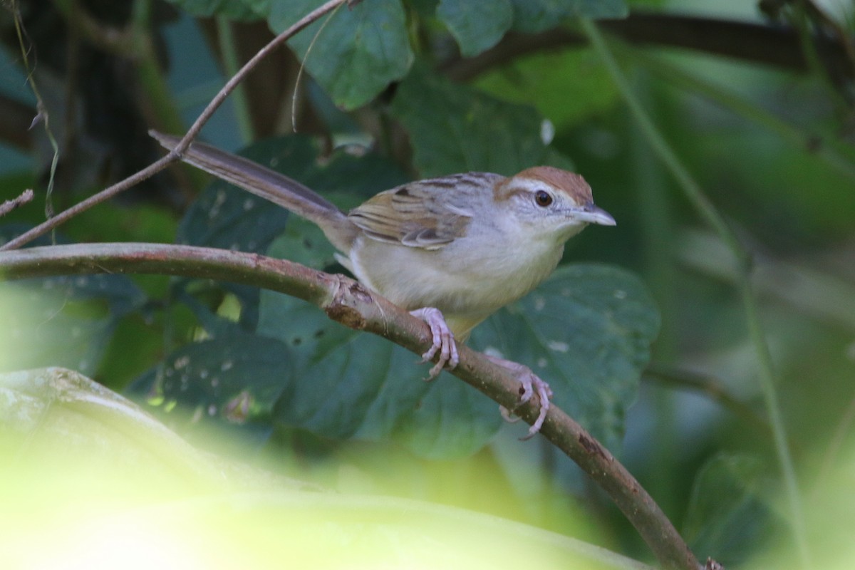 Tawny Grassbird - ML640398139