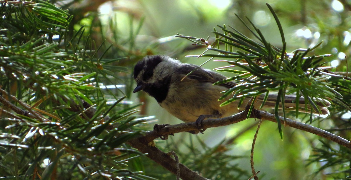 Mountain Chickadee - ML640398144