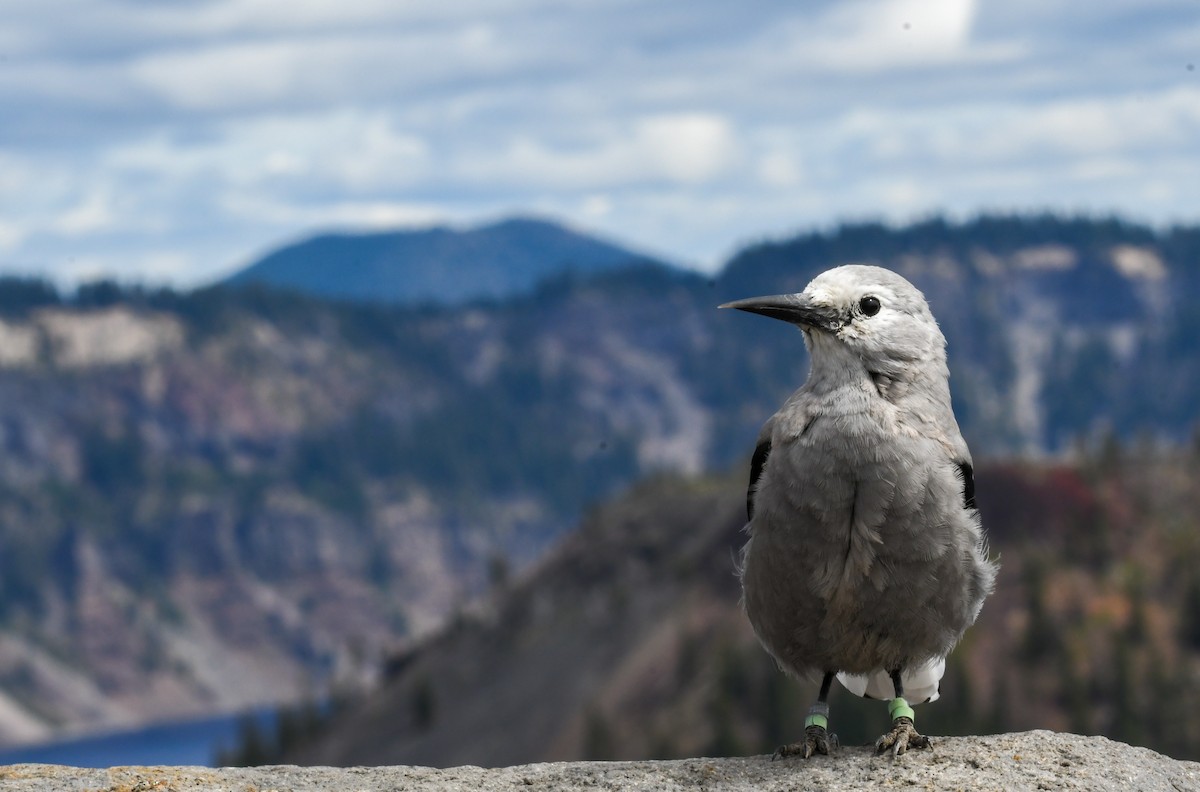 Clark's Nutcracker - ML640398162