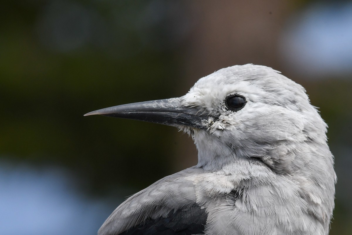 Clark's Nutcracker - ML640398163