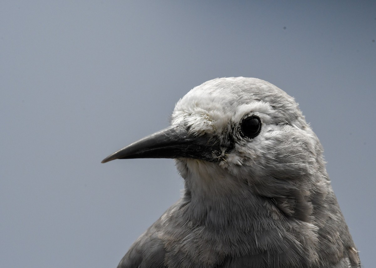 Clark's Nutcracker - ML640398164