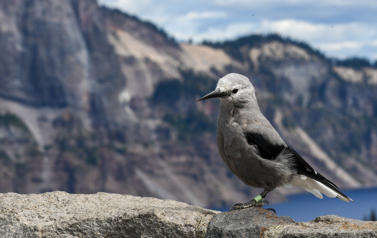 Clark's Nutcracker - ML640398165