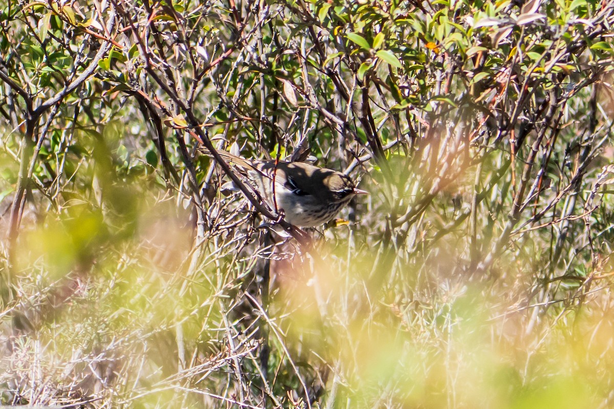 Spotted Scrubwren - ML640398167