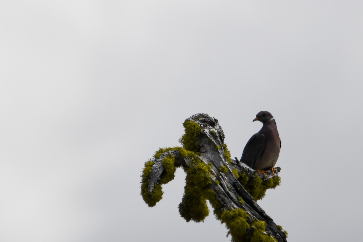 Band-tailed Pigeon - ML640398168