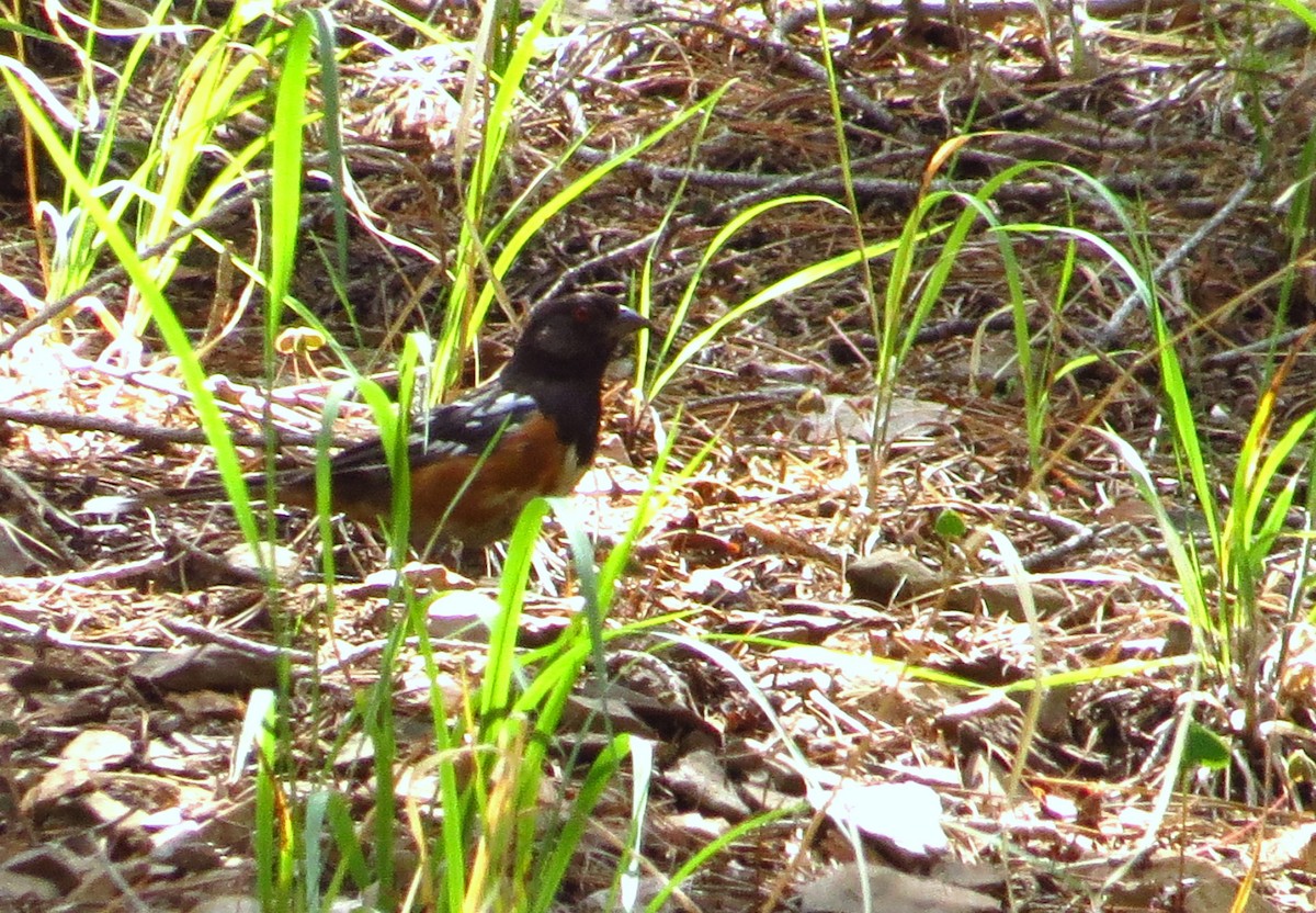 Spotted Towhee - ML640398206