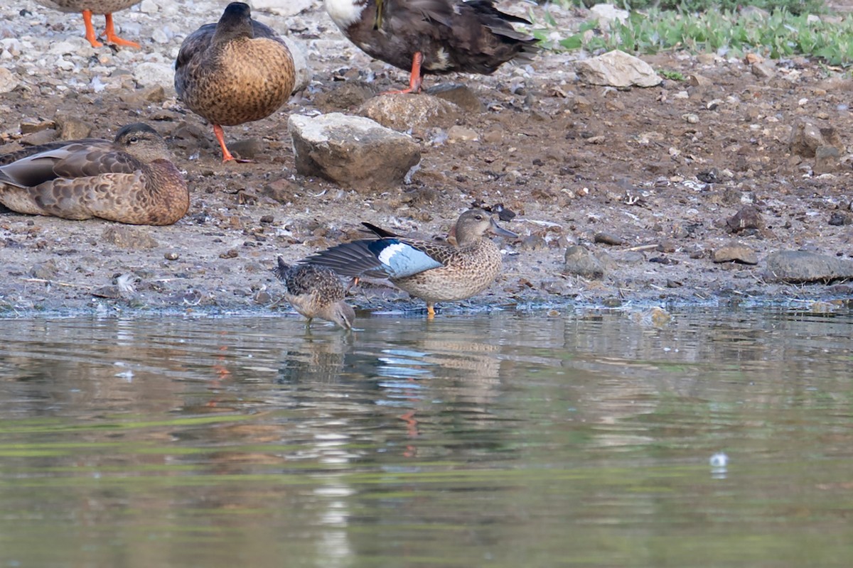 Blue-winged Teal - ML640398219