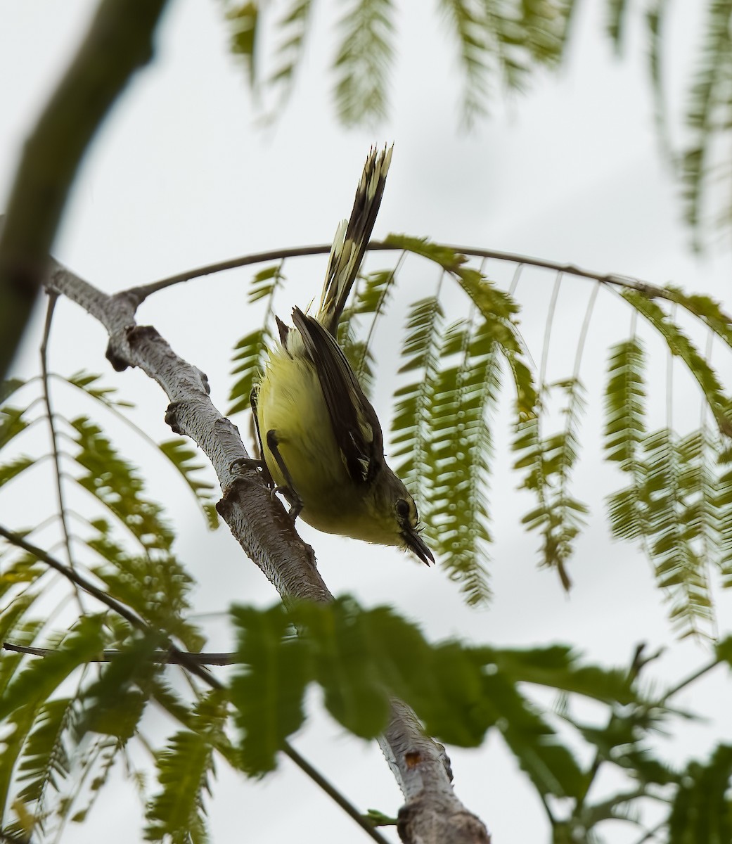 Lesser Wagtail-Tyrant - ML640398233